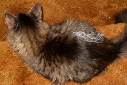 Here's Neko after his brush with our new paint.