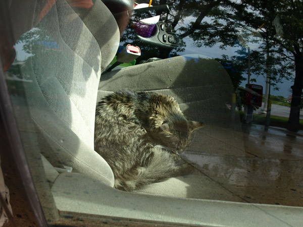 Neko relaxing in the front seat at a gas stop...